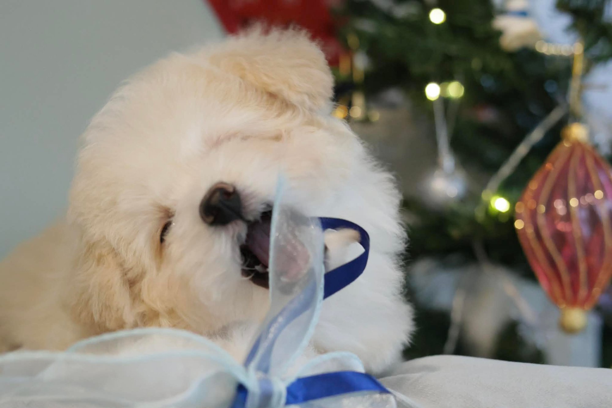 6e2c8a4c-7c4a-42d2-83ad-92d861cd0fc1