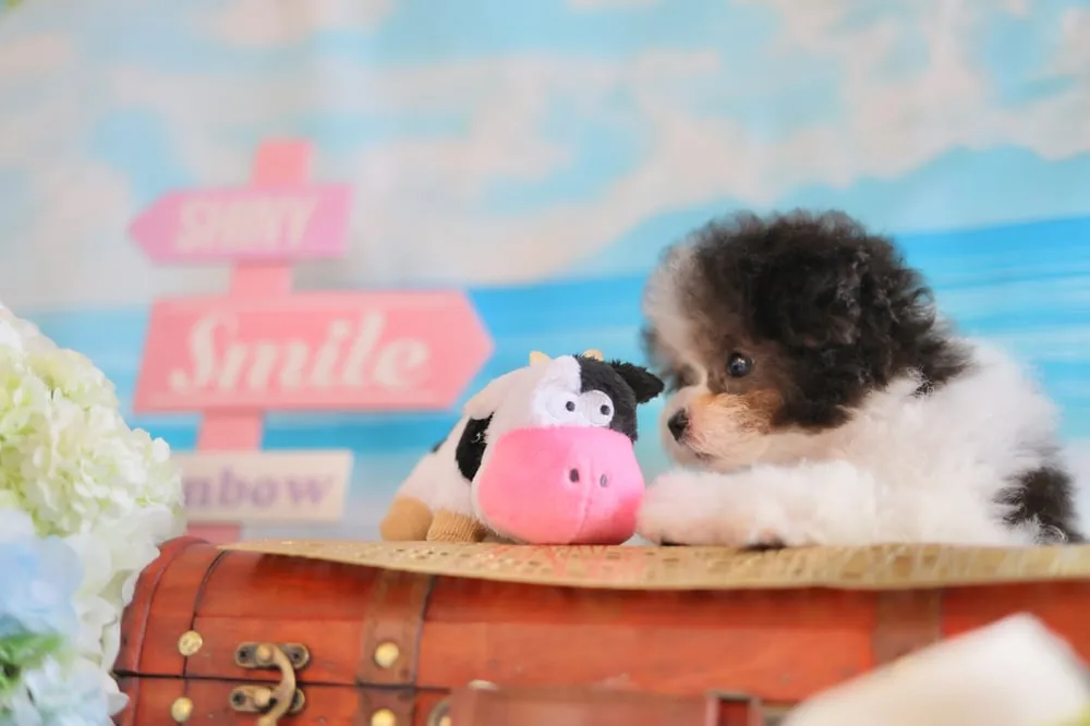 ぬいぐるみと寄り添う子犬