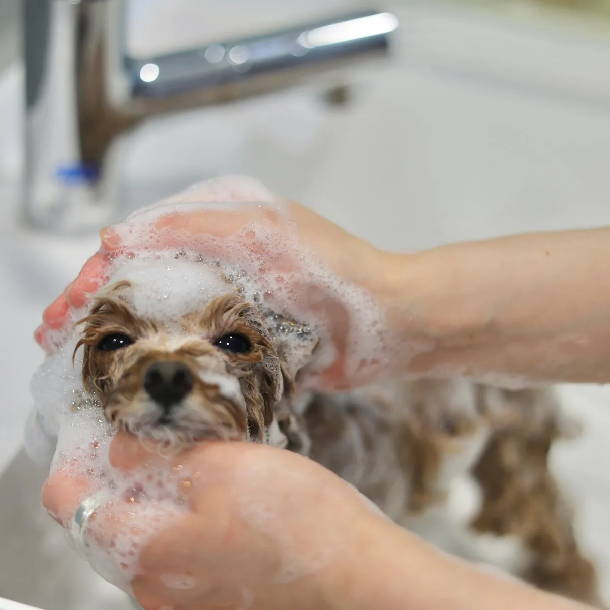 ウルトラファインバブルの泡でシャンプー中の子犬